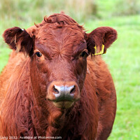Buy canvas prints of Portrait of young brown cow by Richard Long