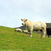 Buy canvas prints of Single White- bred Shorthorn Cow by Richard Long