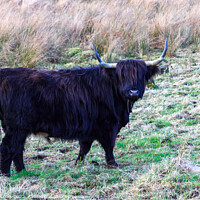 Buy canvas prints of Black Highland Cow by Richard Long