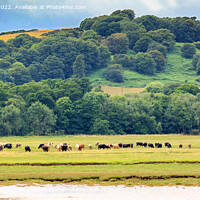 Buy canvas prints of Cattle grazing by Richard Long