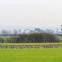 Buy canvas prints of Barnacle Geese by Richard Long