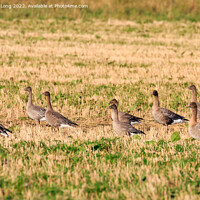 Buy canvas prints of Small flock of Pink Footed Geese by Richard Long