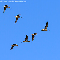 Buy canvas prints of Flock of Pink Footed Geese flying by Richard Long
