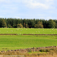 Buy canvas prints of Sheep grazing by Richard Long