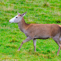 Buy canvas prints of Hind white faced Red Deer by Richard Long