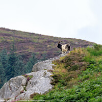 Buy canvas prints of Wild Mountain Goat living life on the edge by Richard Long