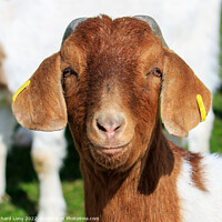 Buy canvas prints of Boer Goat by Richard Long