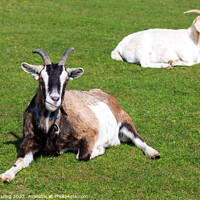 Buy canvas prints of Boer Goat lying down by Richard Long