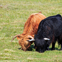 Buy canvas prints of Highland Cows by Richard Long