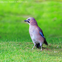 Buy canvas prints of Common jay by Richard Long