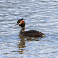 Buy canvas prints of  Great Crested Grebe by Richard Long