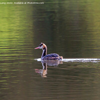 Buy canvas prints of  Great Crested Grebe by Richard Long