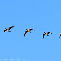 Buy canvas prints of Flight of four Barnacle Geese  by Richard Long