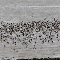 Buy canvas prints of Large flock of Oyster Catchers by Richard Long
