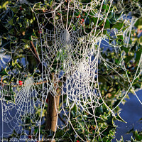 Buy canvas prints of Frost covered Spider webs by Richard Long