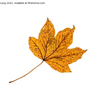 Buy canvas prints of Sycamore Leaf by Richard Long