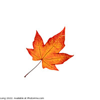 Buy canvas prints of Autumn coloured Acer leaf by Richard Long