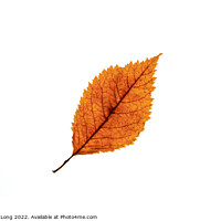 Buy canvas prints of Autumn coloured Beech leaf by Richard Long