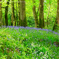Buy canvas prints of Bluebells  by Richard Long