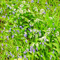 Buy canvas prints of Bluebells and Wild Garlic by Richard Long