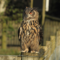 Buy canvas prints of Sunlit European Eagle Owl by Richard Long