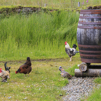 Buy canvas prints of Farmyard Chickens  by Richard Long
