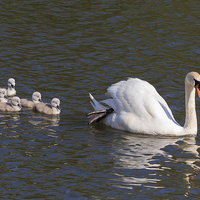 Buy canvas prints of  Adult swan with five signets by Richard Long
