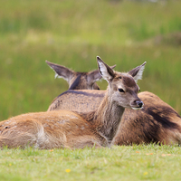 Buy canvas prints of Two young Deer resting by Richard Long