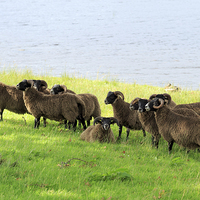 Buy canvas prints of  Flock of Scottish Black Faced Sheep by Richard Long