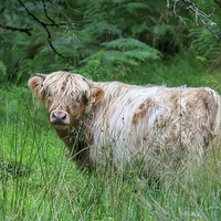 Buy canvas prints of  Single Highland cow in long grass by Richard Long
