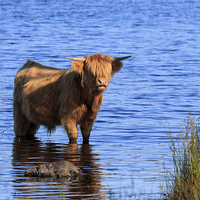Buy canvas prints of  Sunlit Highland cow standing in Loch Achray by Richard Long