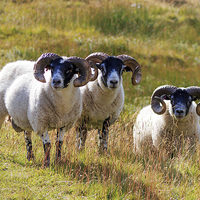 Buy canvas prints of Three Scottish Black Faced Sheep by Richard Long