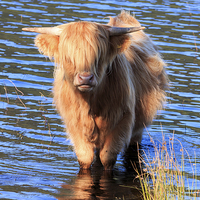 Buy canvas prints of Highland Cow standing in the waters of Loch Achray by Richard Long