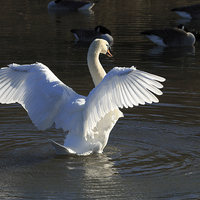 Buy canvas prints of  Sunlit Mute Swan with outstretched wings by Richard Long