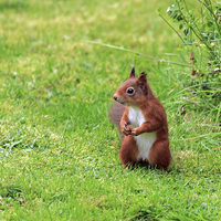 Buy canvas prints of   Alert Scottish Red Squirrel by Richard Long