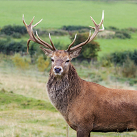 Buy canvas prints of Magnificent Proud Red Deer Stag  by Richard Long