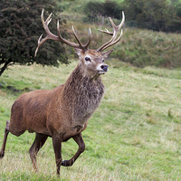 Buy canvas prints of Proud Red Deer Stag  by Richard Long