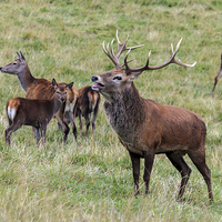 Buy canvas prints of Proud Red Stag bellowing by Richard Long
