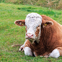 Buy canvas prints of Edward the Hereford Bull lying down by Richard Long
