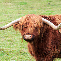 Buy canvas prints of Highland cow with large horns by Richard Long