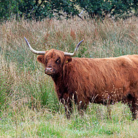 Buy canvas prints of Single Highland cow with big horns standing in lon by Richard Long