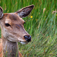 Buy canvas prints of Close up of a female Red Deer by Richard Long