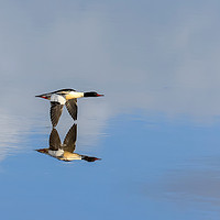 Buy canvas prints of Goosander touching reflection in flight over water by Richard Long