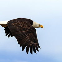 Buy canvas prints of Bald Eagle in flight by Richard Long