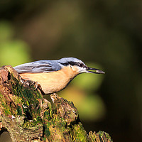 Buy canvas prints of Nuthatch with food in its beak  by Richard Long