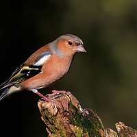 Buy canvas prints of Sunlit Male Chaffinch by Richard Long