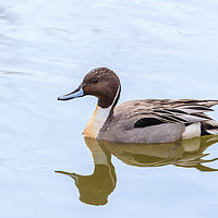 Buy canvas prints of Northern Pintail duck by Richard Long