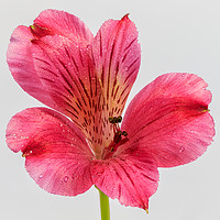 Buy canvas prints of Close up on single pink Alstroemeria by Richard Long