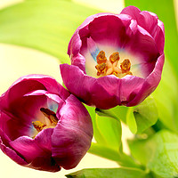 Buy canvas prints of Purple Tulip flower heads by Richard Long