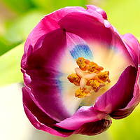 Buy canvas prints of  Single Purple Tulip flower head by Richard Long